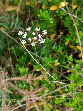 Image of Carum verticillatum (L.) W. D. J. Koch