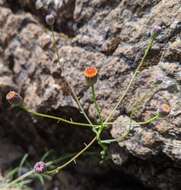 صورة Erigeron reductus var. angustatus (A. Gray) G. L. Nesom