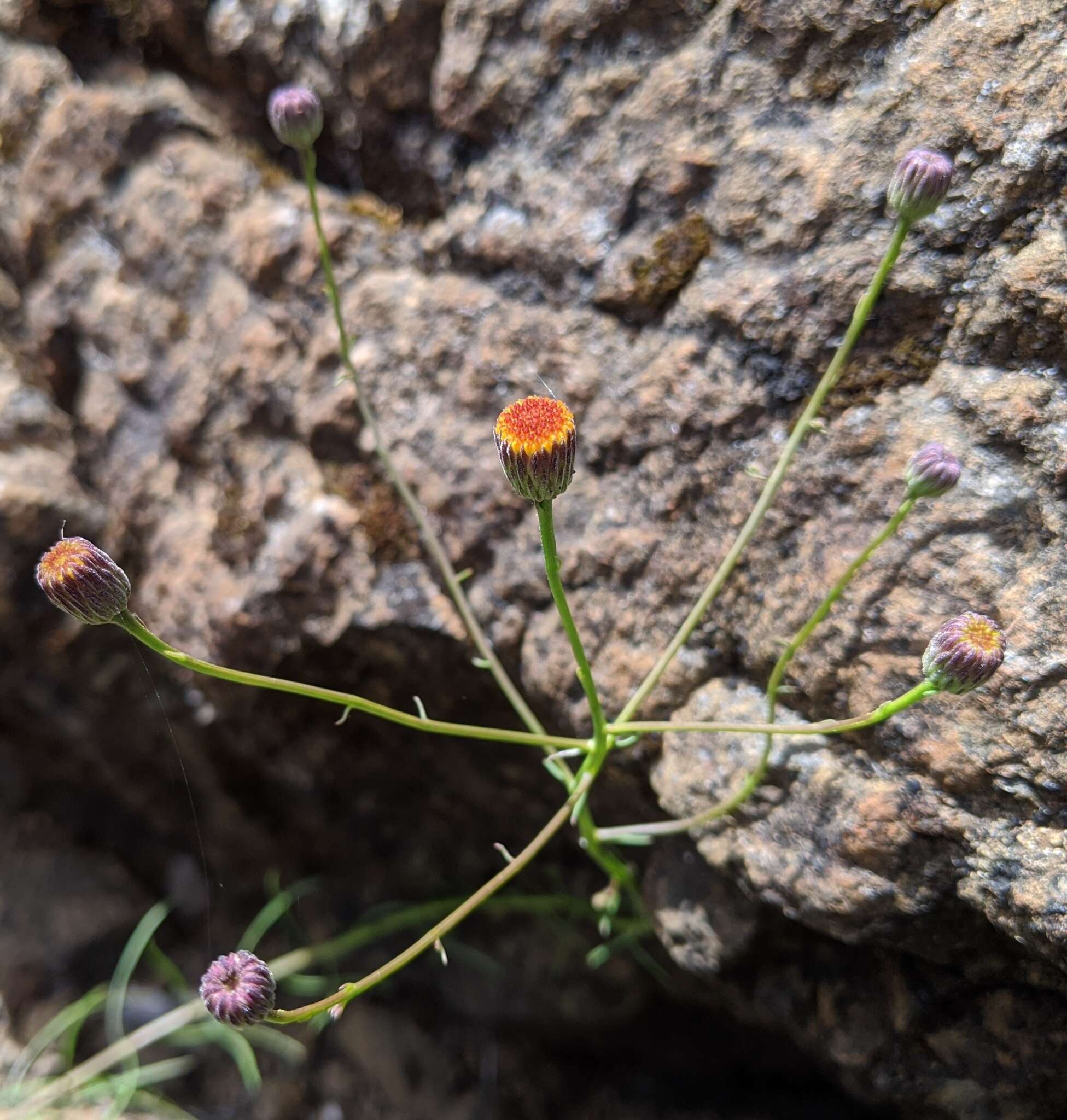 صورة Erigeron reductus var. angustatus (A. Gray) G. L. Nesom