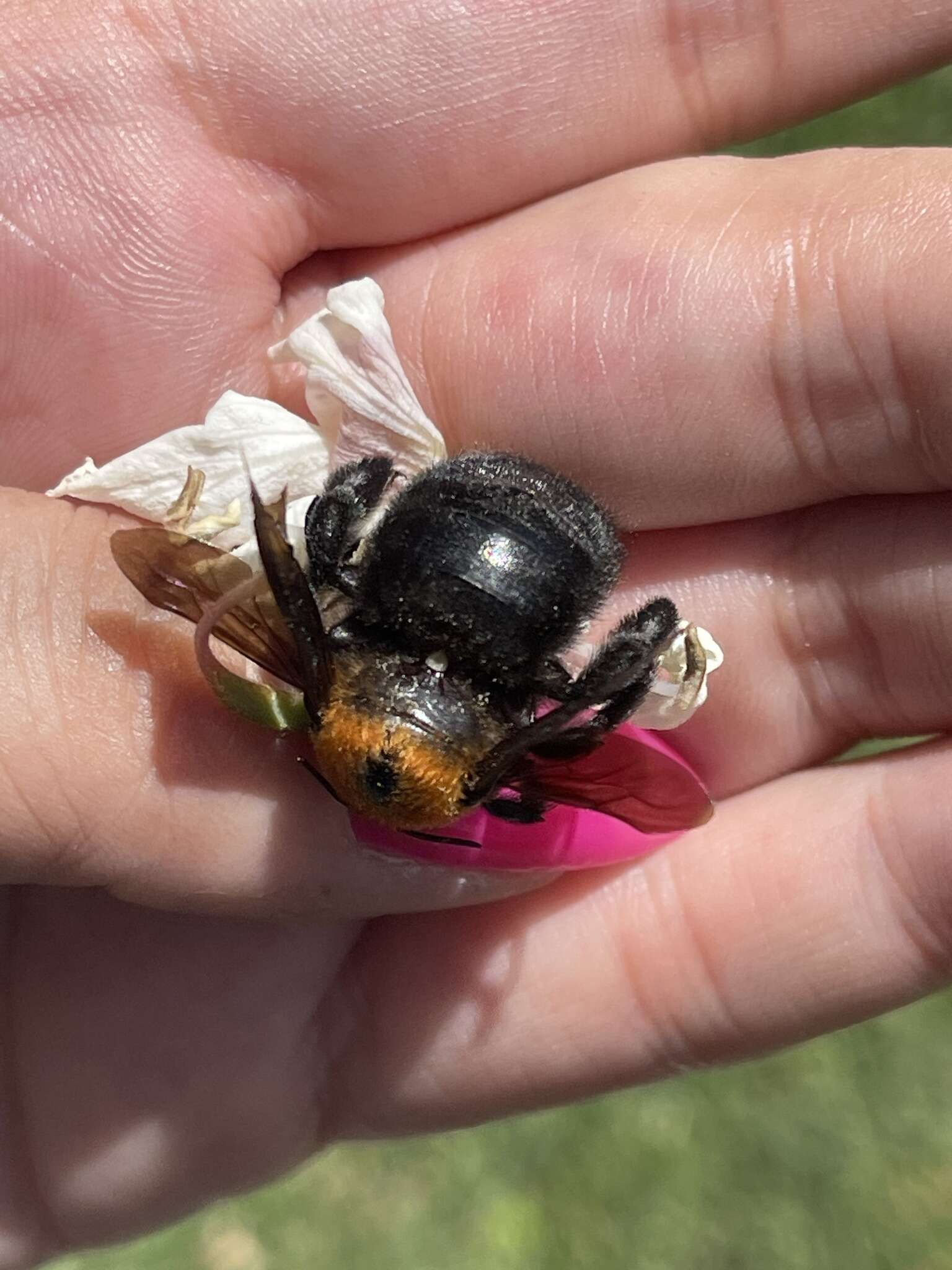 Xylocopa eximia Pérez 1901 resmi