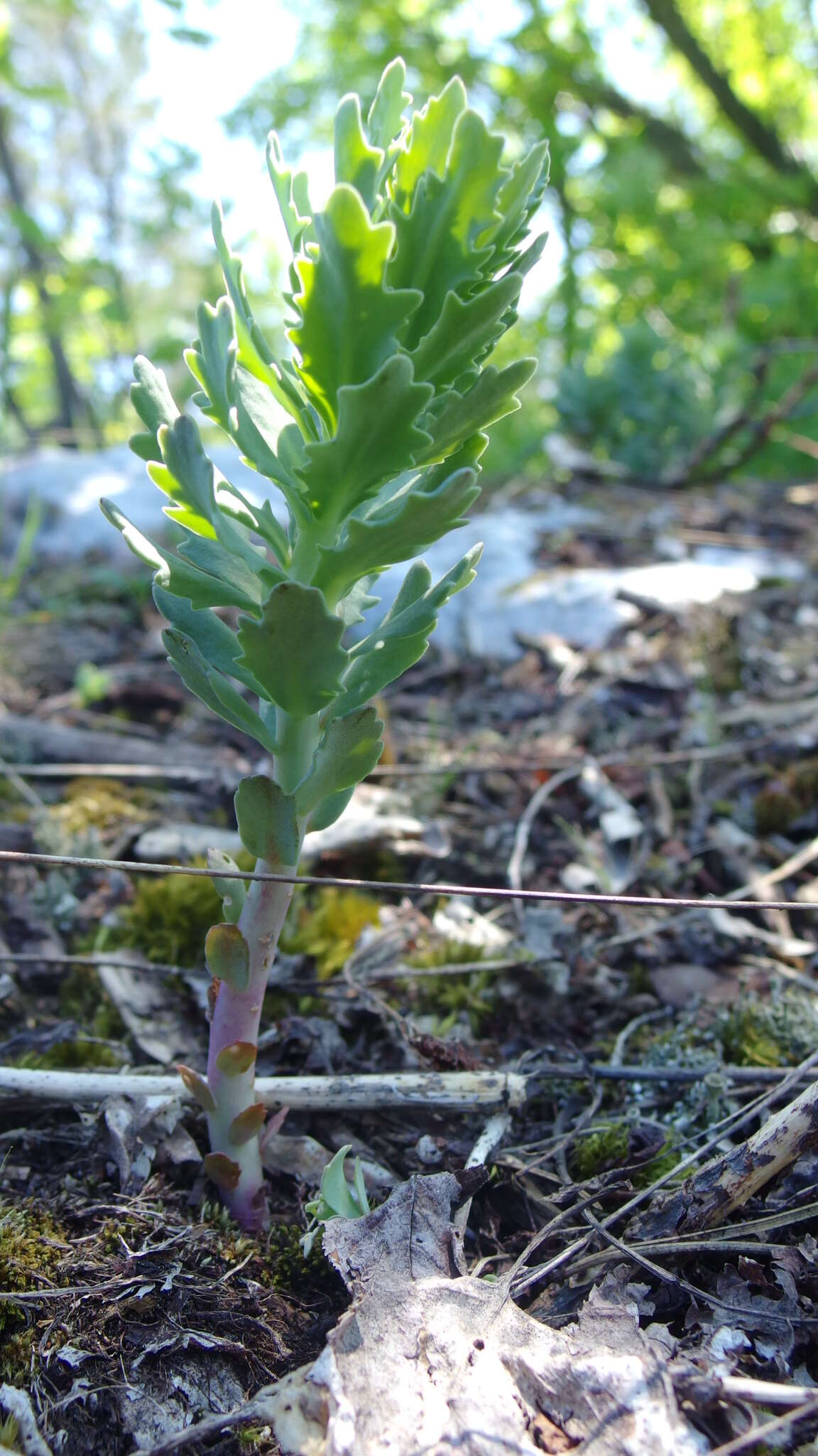 Hylotelephium telephium (L.) H. Ohba resmi