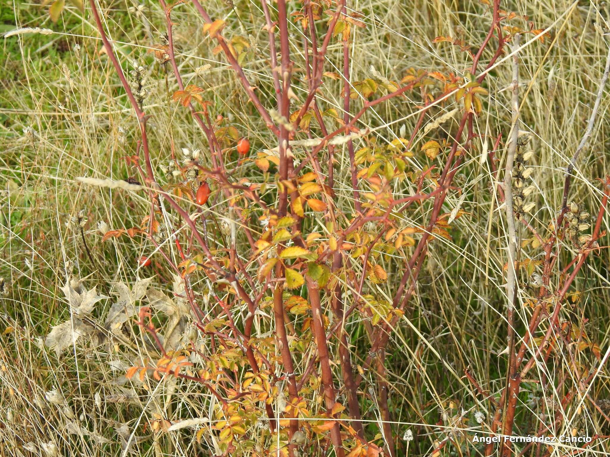 Image de "Rosier à petites fleurs, Églantier à petites fleurs"