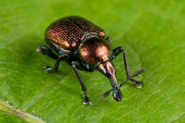 Image of poplar leaf-rolling weevil