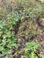 Image of palmleaf cinquefoil