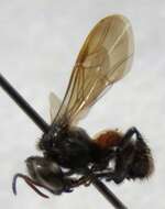 Image of Fox-colored Stingless Bee