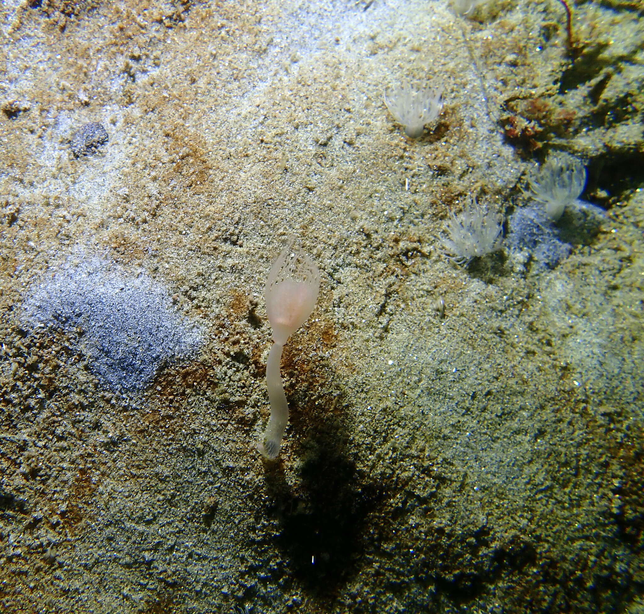 Image of fairy palm hydroid