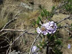 Image of Junellia juniperina (Lag.) Moldenke