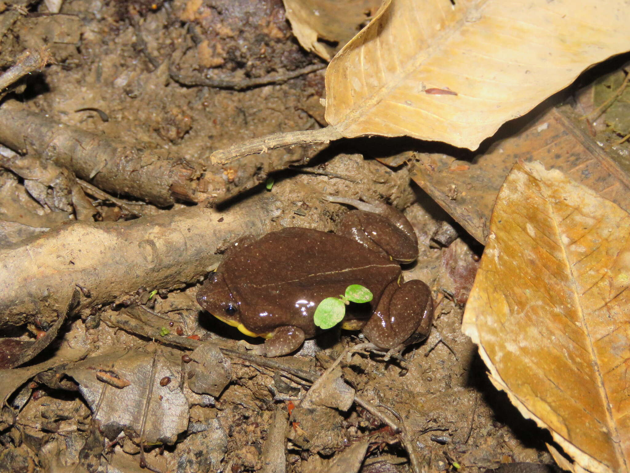 Image de Elachistocleis bicolor (Guérin-Méneville 1838)