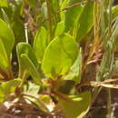 Image of limewater brookweed