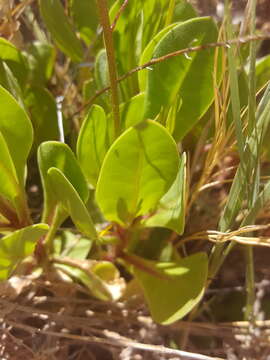 Image of limewater brookweed