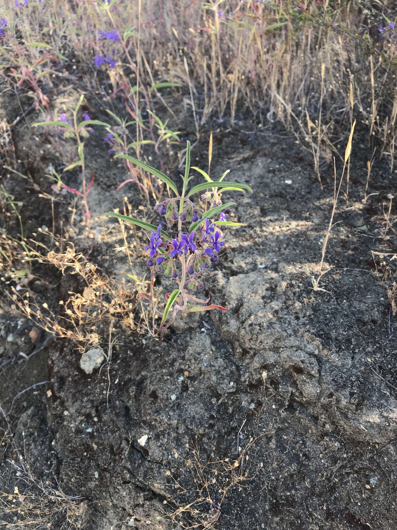 Image de Trichostema laxum A. Gray