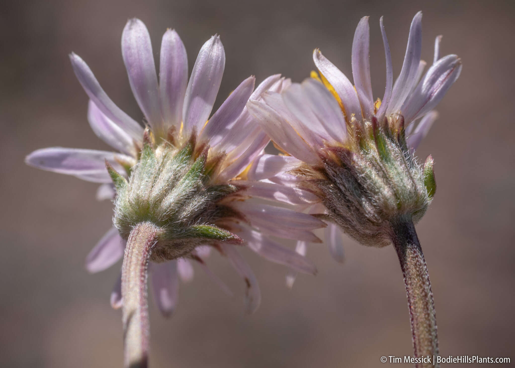 Image de Erigeron eatonii A. Gray