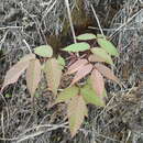 Image de Bursera roseana Rzed., Calderón & Medina