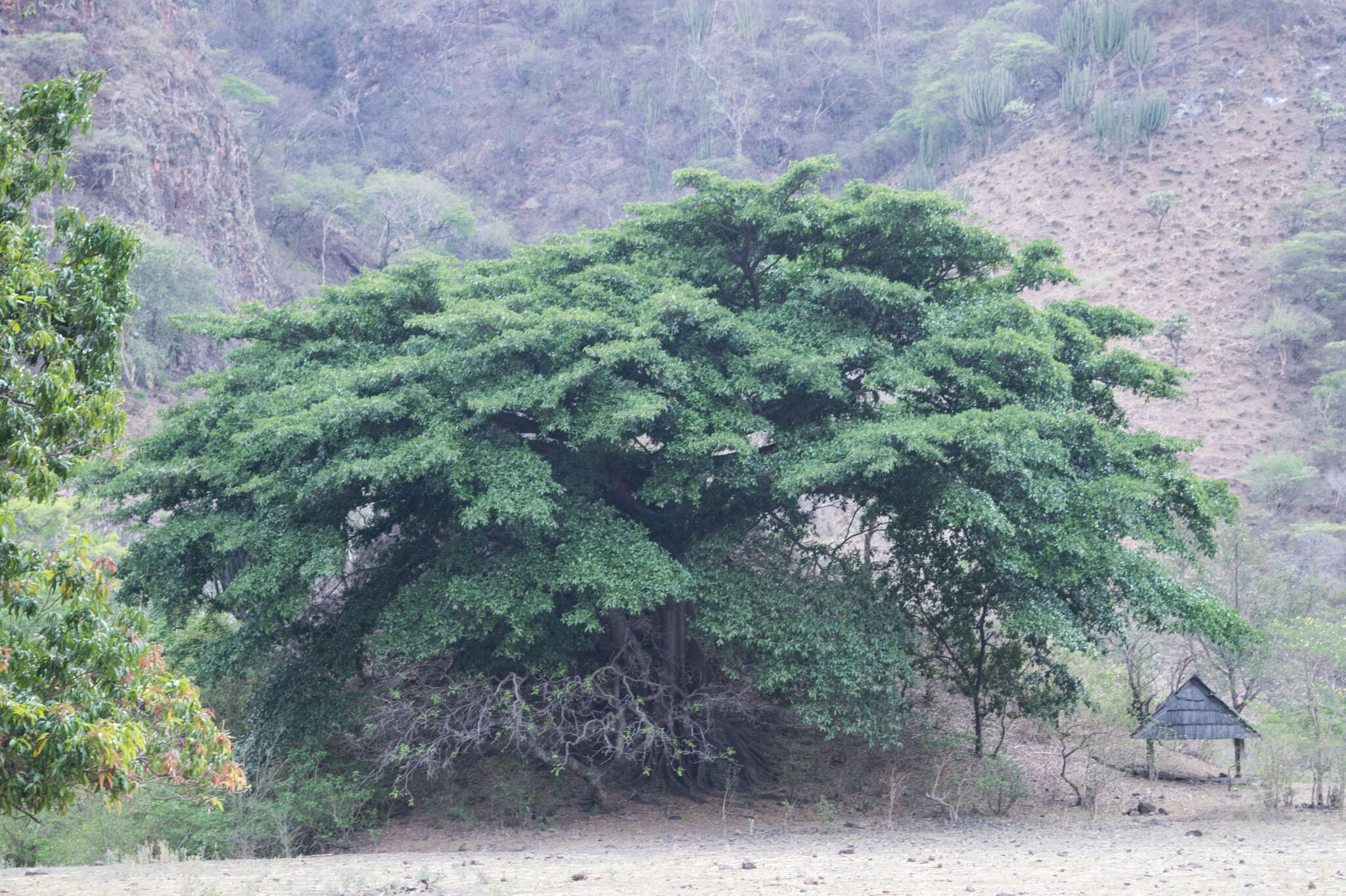 Ficus crocata (Miq.) Mart. ex Miq.的圖片