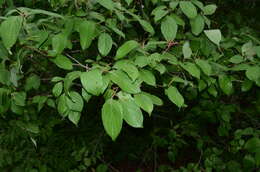 Image of silky dogwood