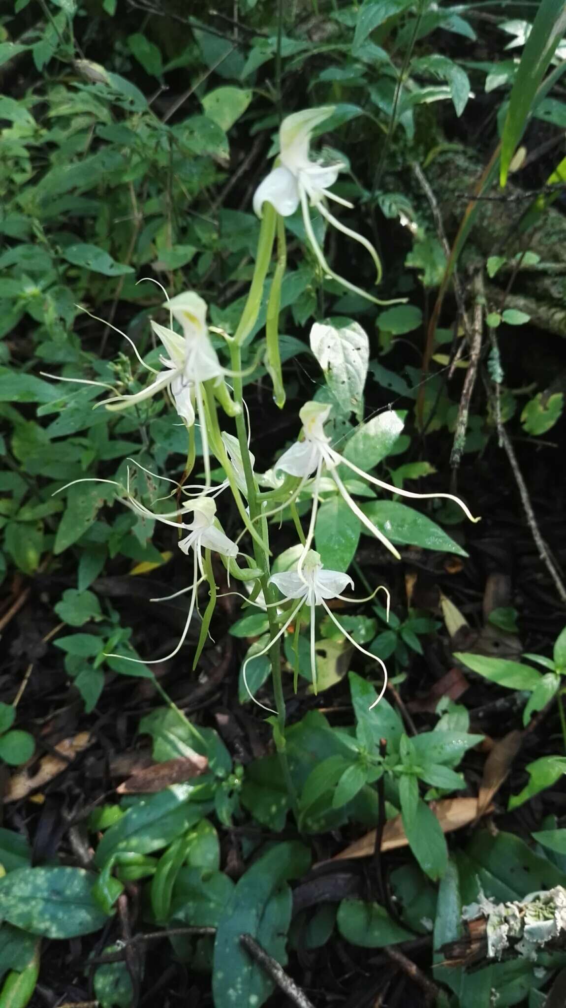 Bonatea polypodantha (Rchb. fil.) L. Bolus resmi