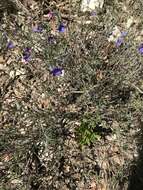 Image de Lithodora fruticosa (L.) Griseb.