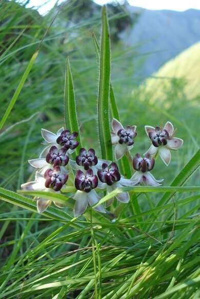 Image of Asclepias crassinervis N. E. Br.