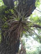 Image of Tillandsia didisticha (É. Morren) Baker