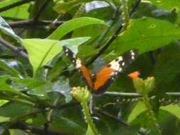 Image of Heliconius hecale melicerta