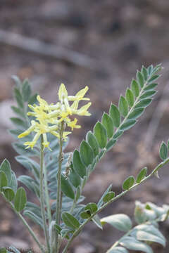 Imagem de Astragalus giganteus S. Wats.