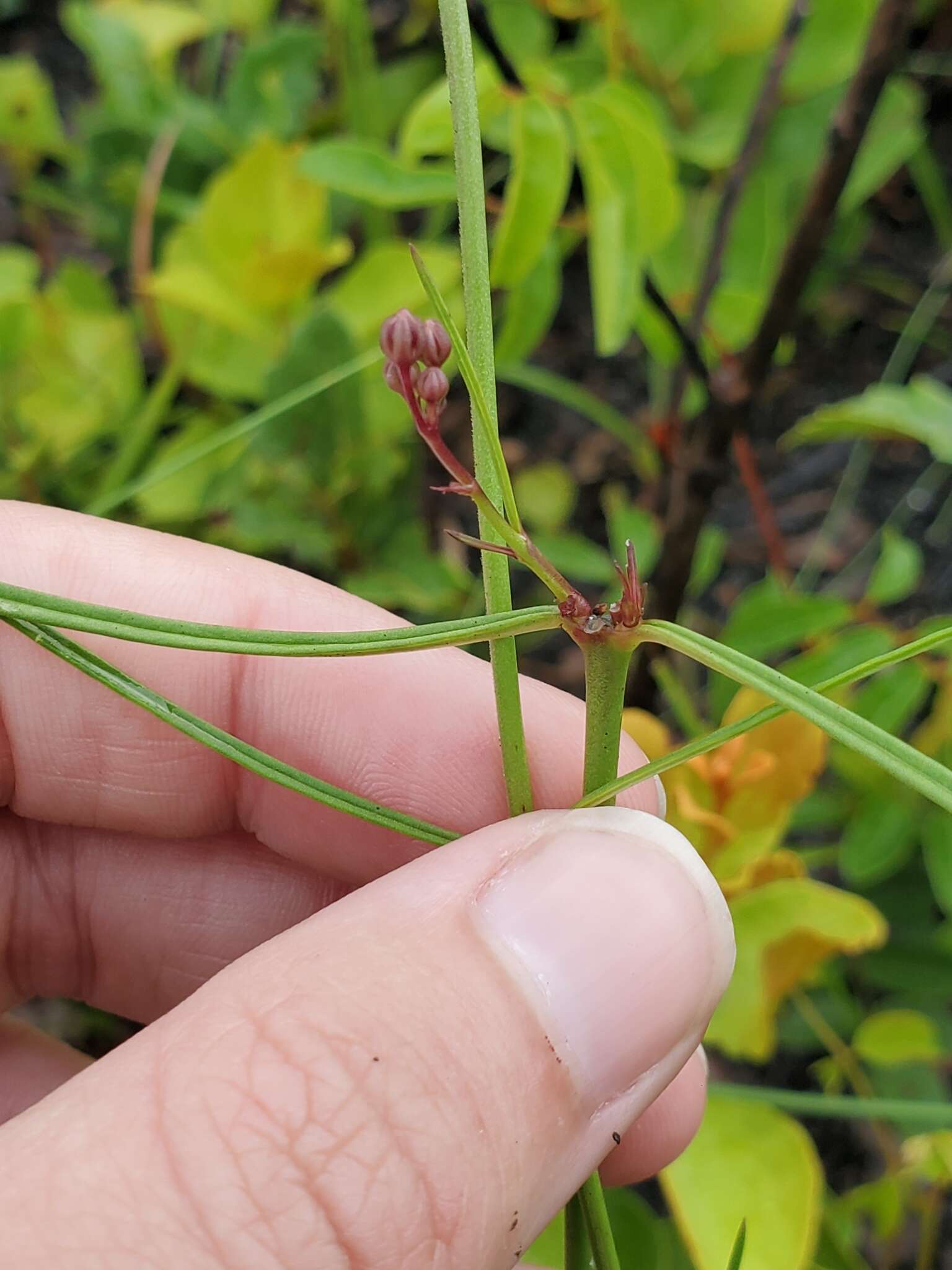 Image of Florida milkweed