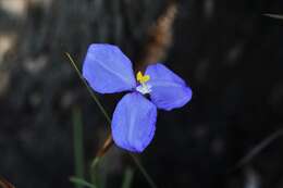 Image of Patersonia glabrata R. Br.