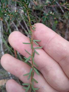 Image of Micrantheum ericoides Desf.