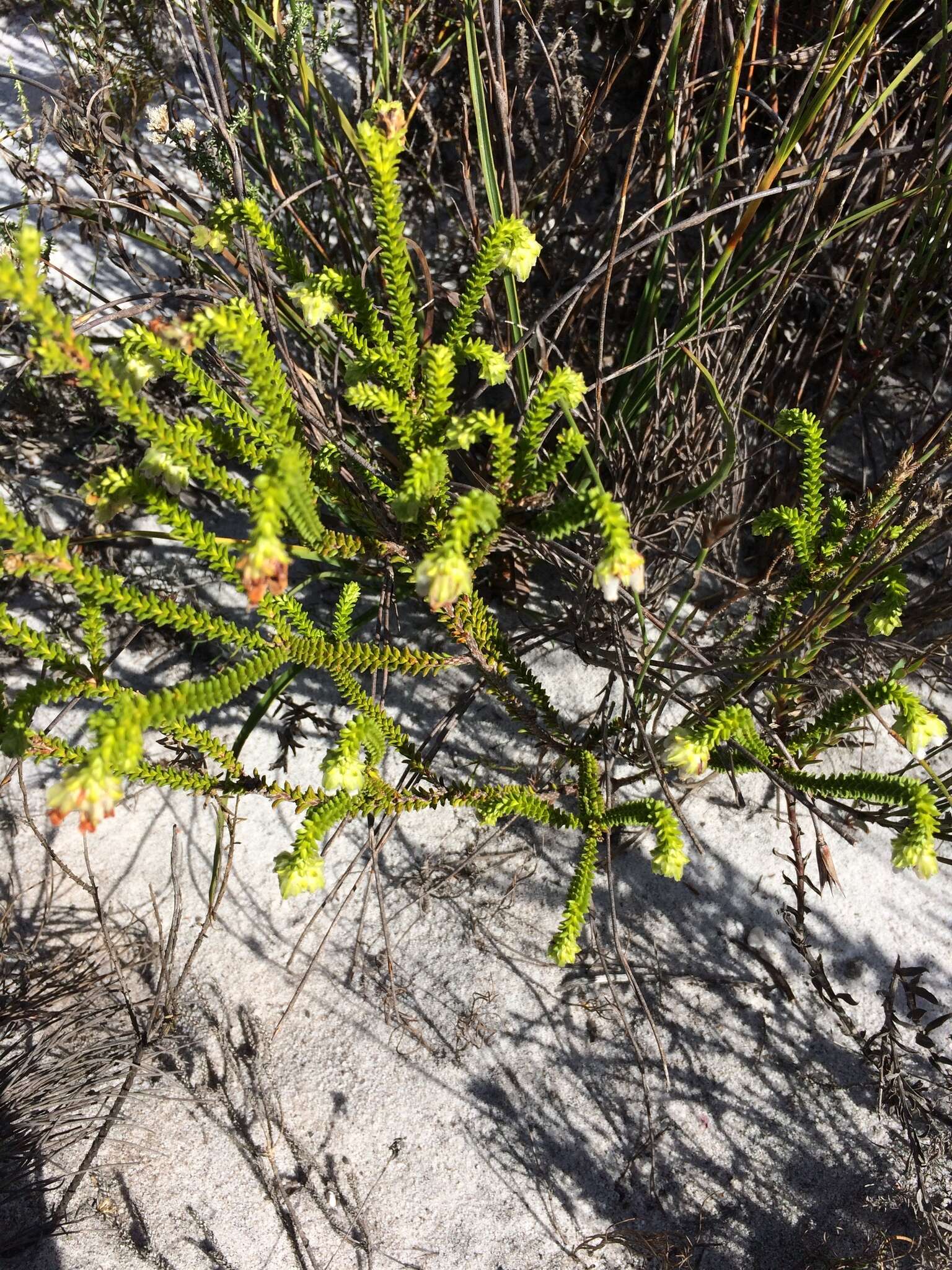 Image of Erica fairii Bolus