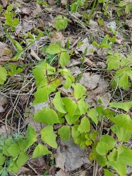 Image of Anemone udensis Trautv. & C. A. Mey.