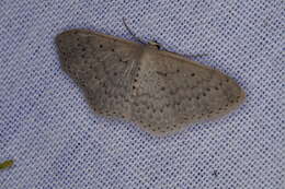 Image of Scopula sublinearia Walker 1866