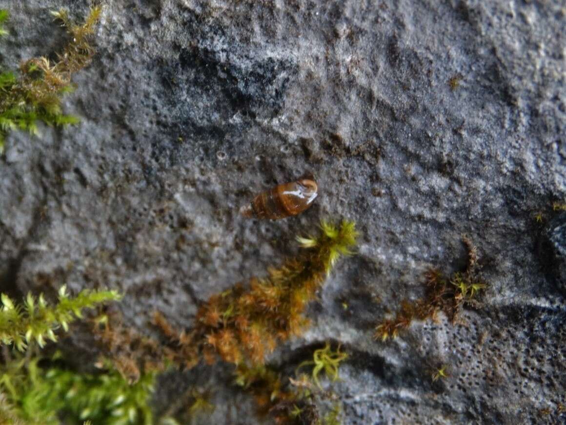 Image of Three-toothed Moss Snail