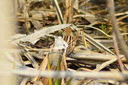 Image of Pallas's Bunting