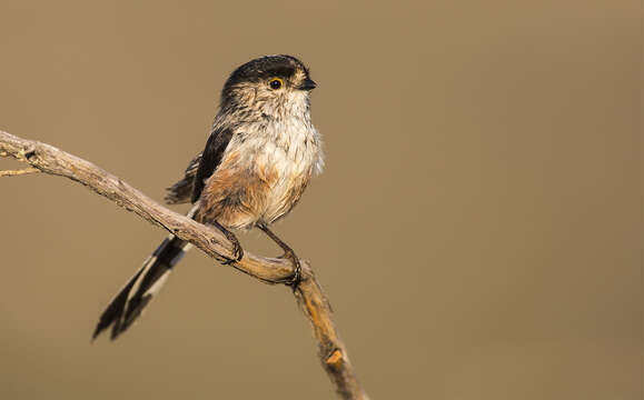 صورة Aegithalos caudatus irbii (Sharpe & Dresser 1871)