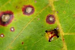 Imagem de Aspidimorpha (Aspidimorpha) quadriradiata Boheman 1854