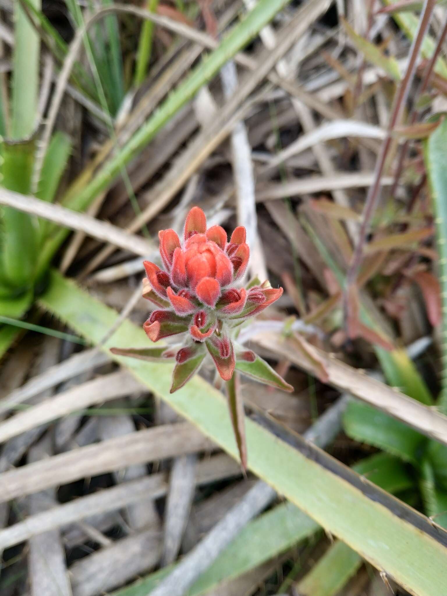 Image of Castilleja arvensis var. pastorei