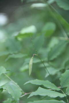 Vicia subrotunda (Maxim.) Czefr.的圖片