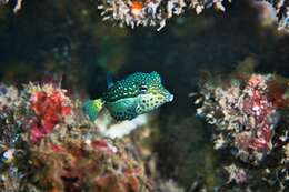 Image of Whitesided boxfish