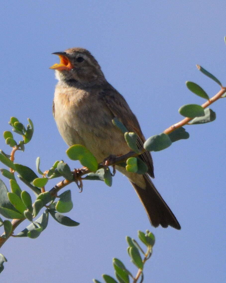 Sivun Emberiza impetuani impetuani Smith & A 1836 kuva