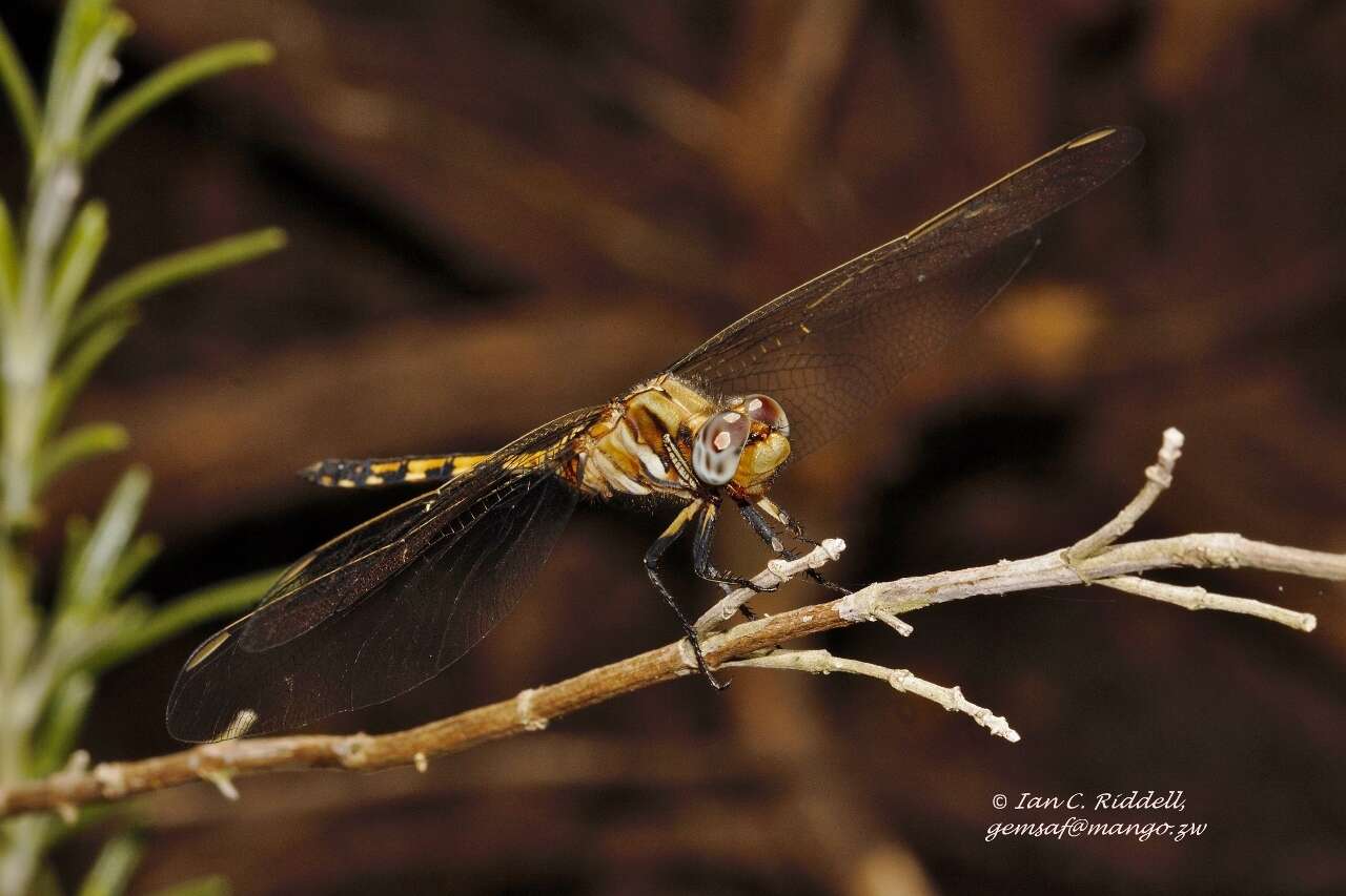 Слика од Orthetrum brachiale (Palisot de Beauvois 1817)