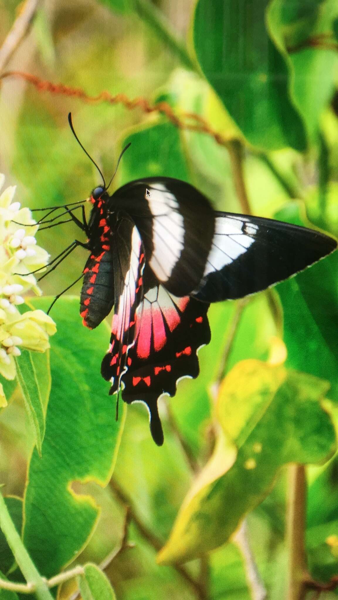 Parides ascanius (Cramer (1775)) resmi