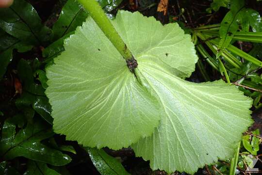 Image of Azorella lyallii (J. B. Armstr.) G. M. Plunkett & A. N. Nicolas