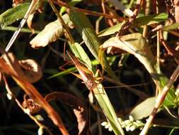 Image of Handsome Meadow Katydid