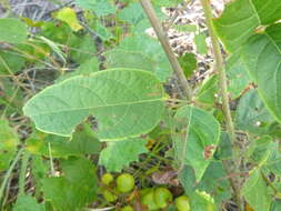 Image of Fernald's ticktrefoil