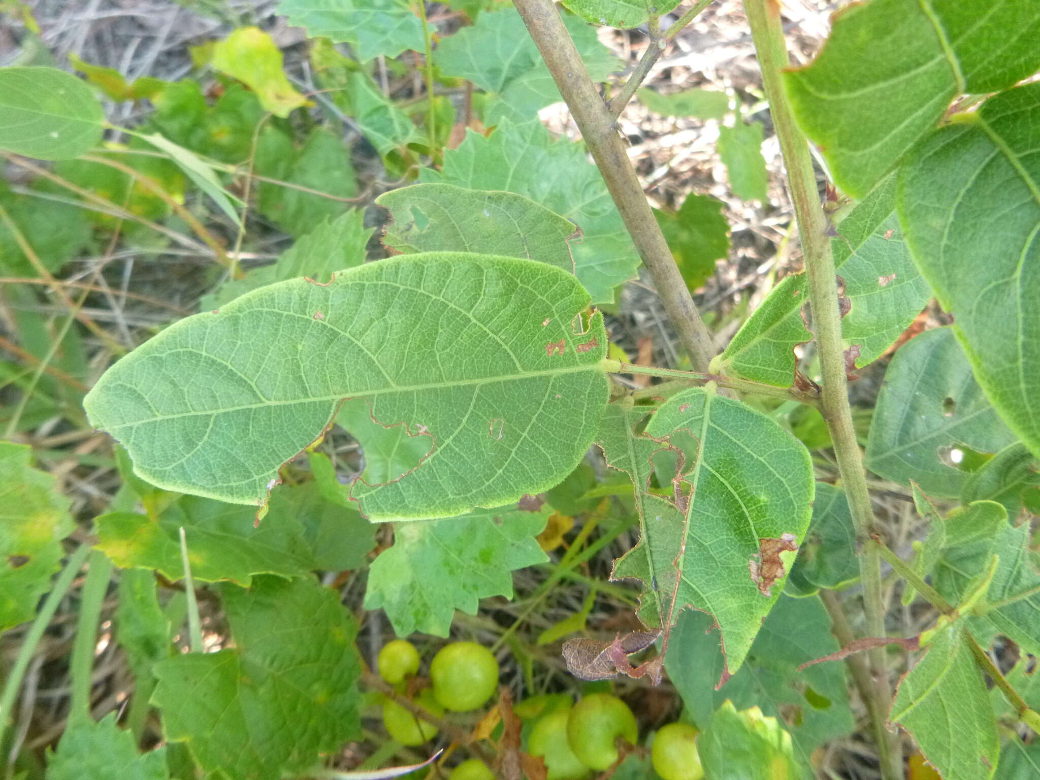 Sivun Desmodium fernaldii B. G. Schub. kuva