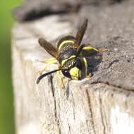 Image of Ancistrocerus antilope (Panzer 1789)