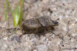 Слика од Onthophagus (Palaeonthophagus) similis (Scriba 1790)