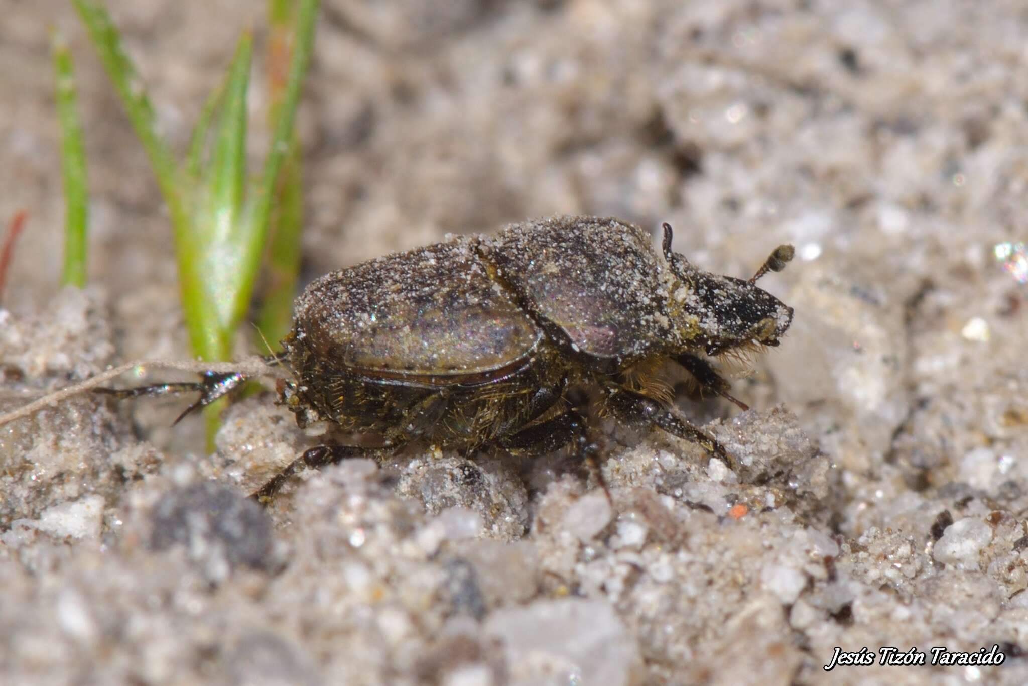 Image of Onthophagus (Palaeonthophagus) similis (Scriba 1790)