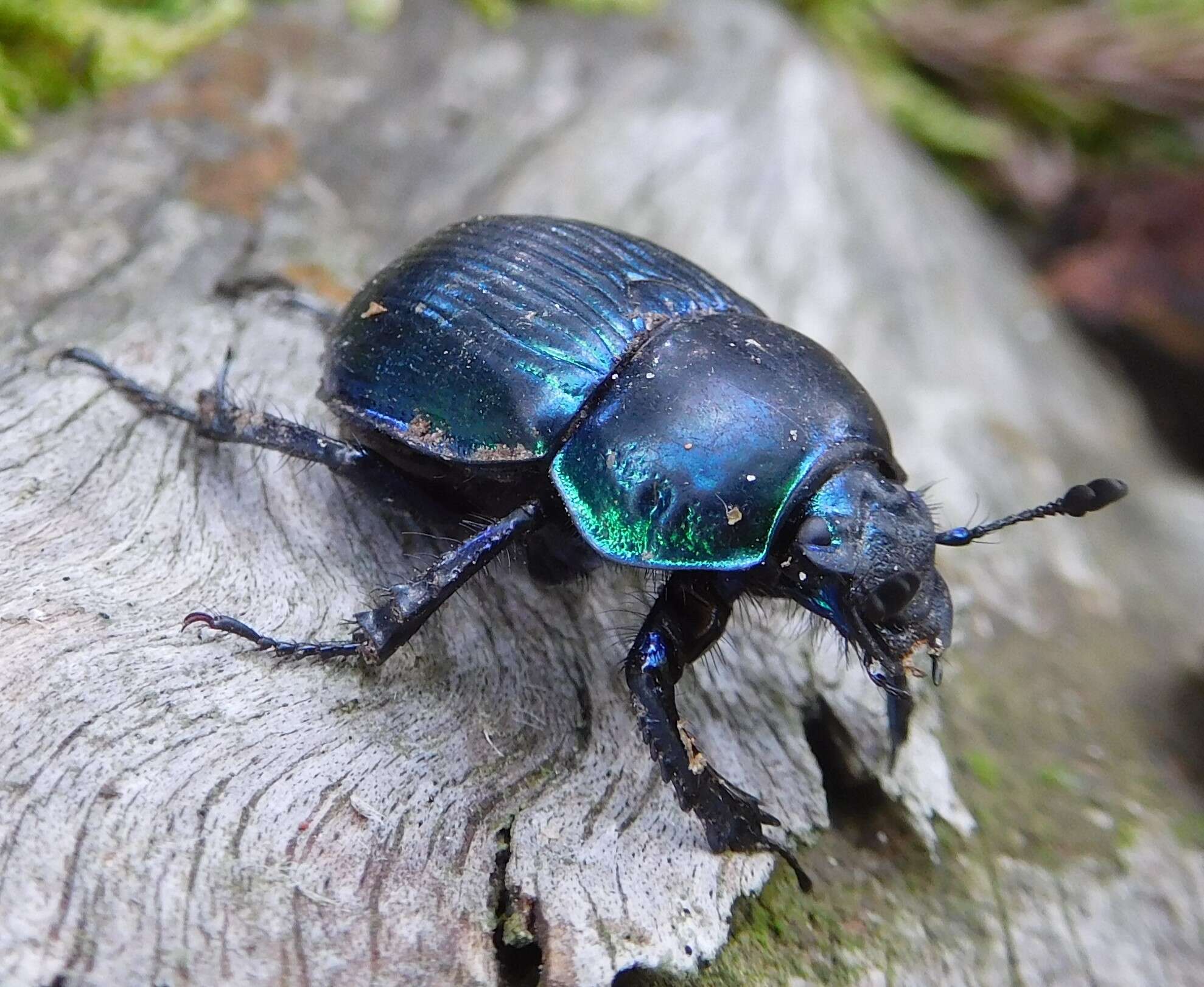 Image of Phelotrupes (Chromogeotrupes) auratus (Motschulsky 1857)