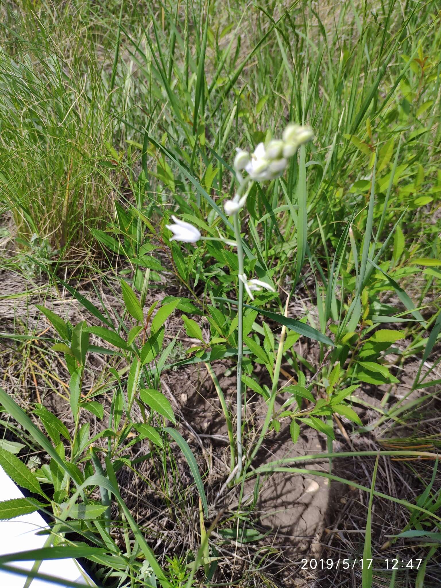 Image of Ornithogalum fischerianum Krasch.